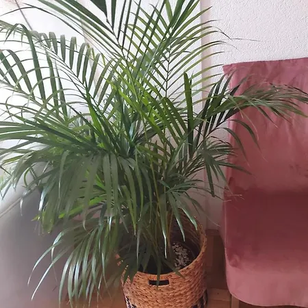 דירה Iris ברלה