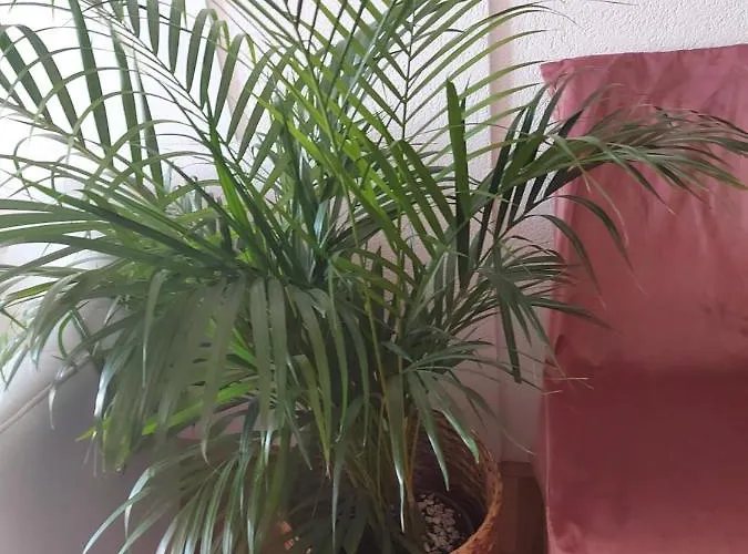 Διαμέρισμα Iris Brela